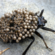 Illustration for article titled 10 Grossest Bug Parts, Ranked
